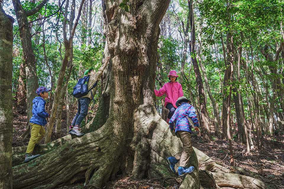 「龍良山」原生林のスダジイを調べる親子
