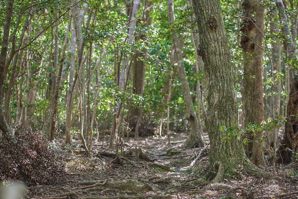 「龍良山」原生林のスダジイに抱きつく親子