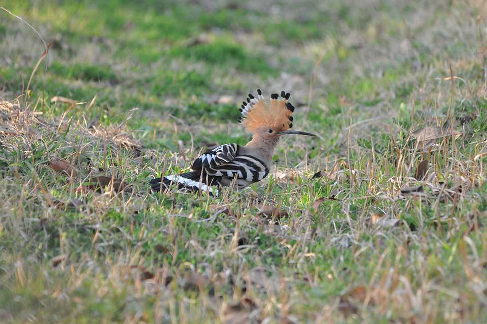 津島の森にいる鳥