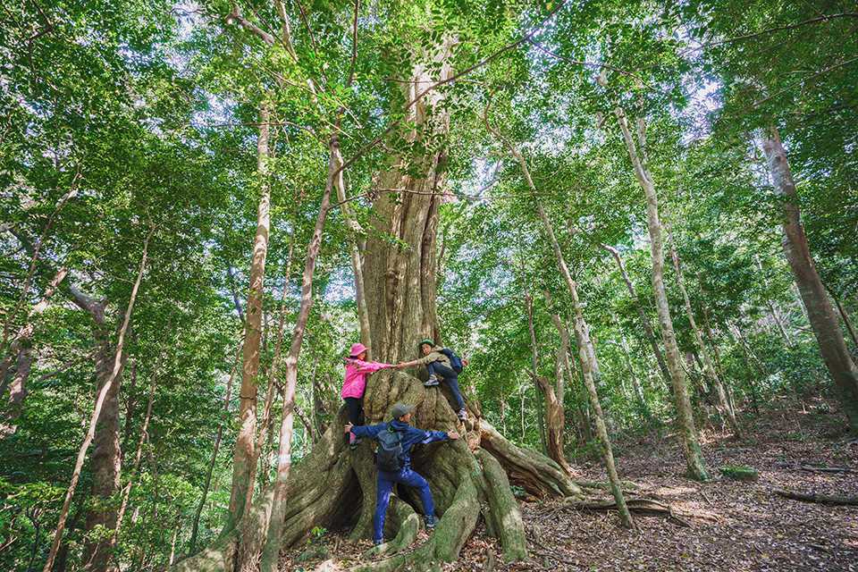 巨大なスダジイに抱きつく親子